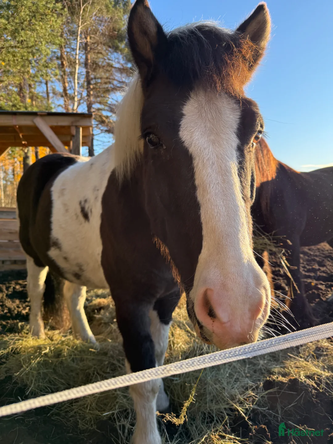 Island hästar till salu: Fantastisk islandshäst   i Boden - Annons 2
