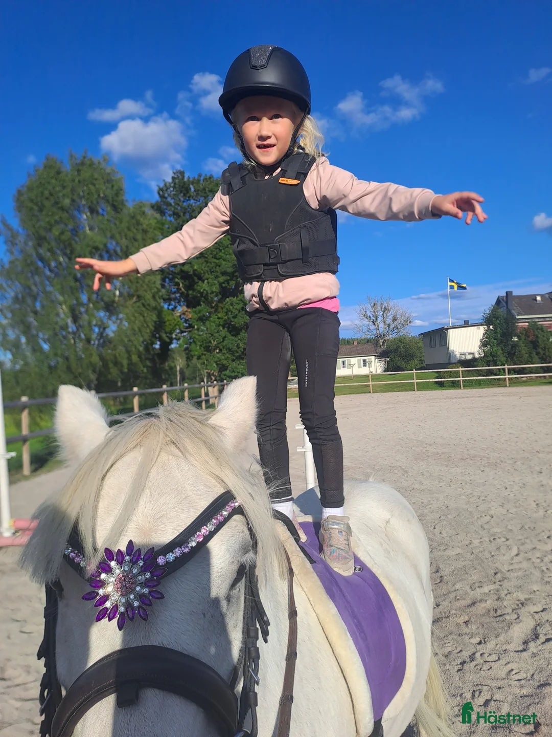 Körning hästar till salu: Socker Söt Ponny🌸 i Åmål - Annons 2