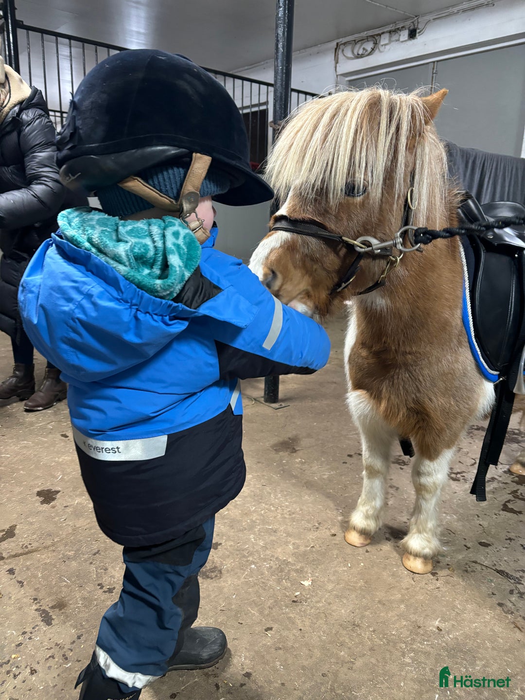  foderhäst finnes: Minishettis i Hjo - Annons 5