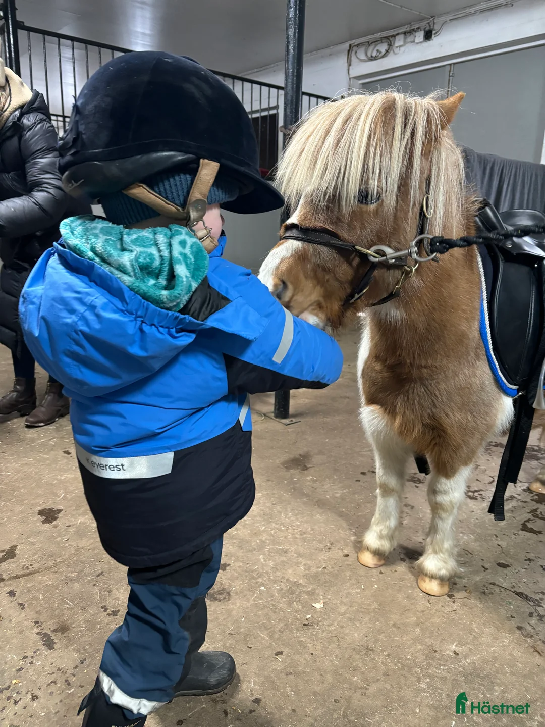  foderhäst finnes: Minishettis i Hjo - Annons 5