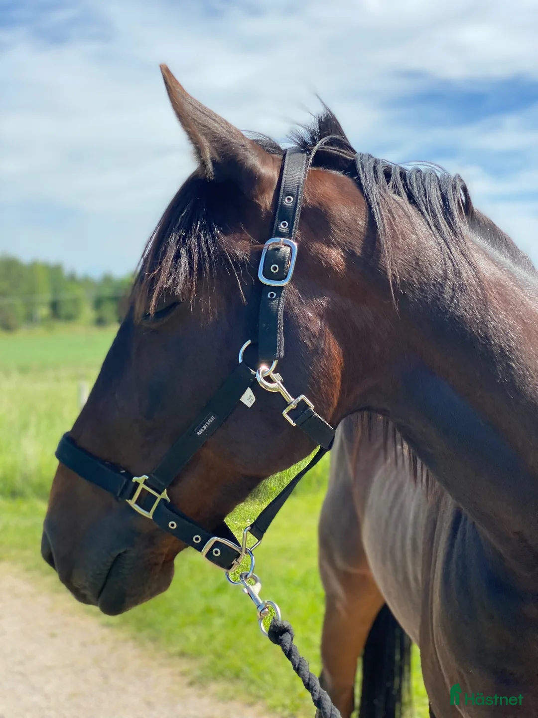 Allround hästar till salu: Älskad Ridtravare  - Annons 1