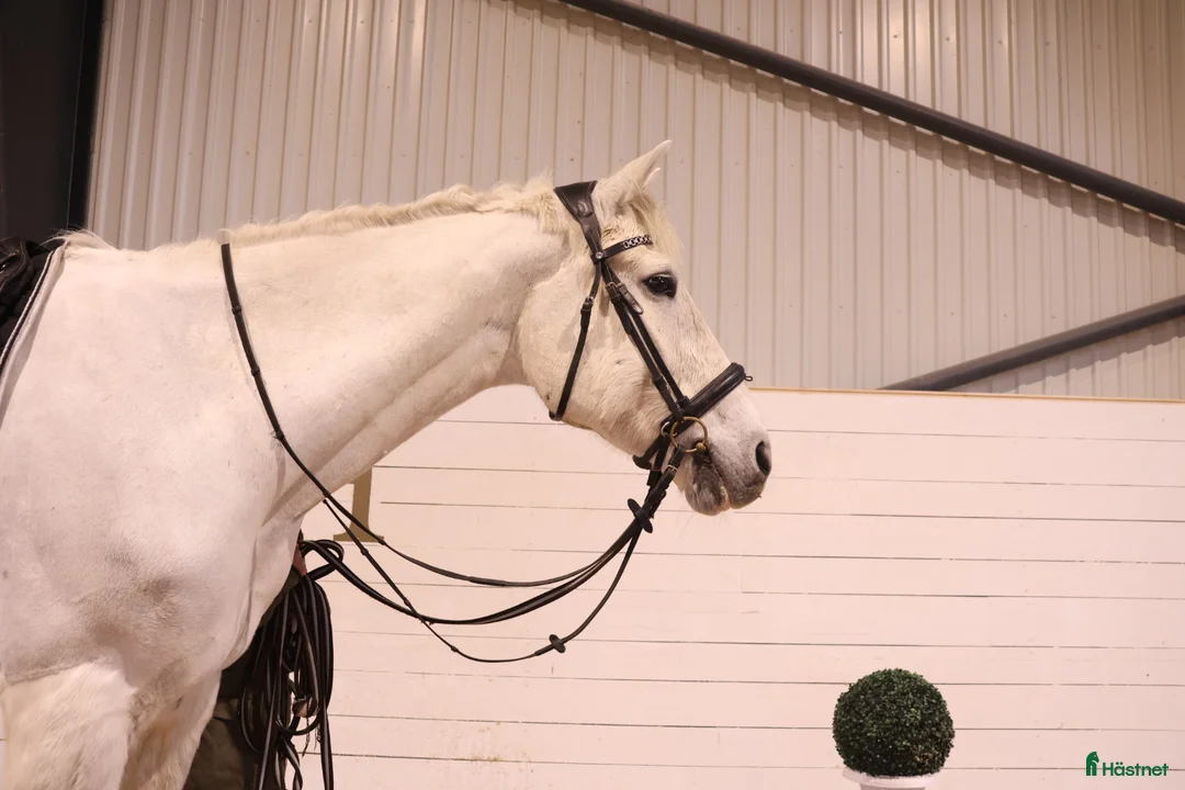 Allround hästar till salu: RIDSKOLEHÄST/VERKSAMHET 🌟 - Annons 2