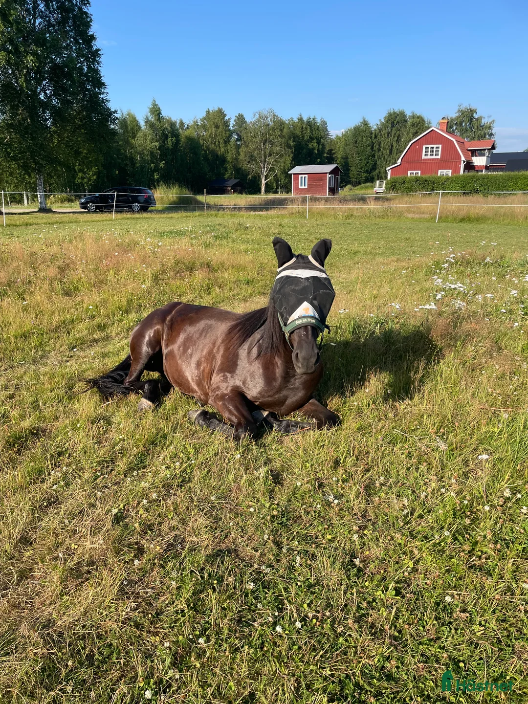 Allround hästar till salu: Blivande ridhäst  - Annons 3