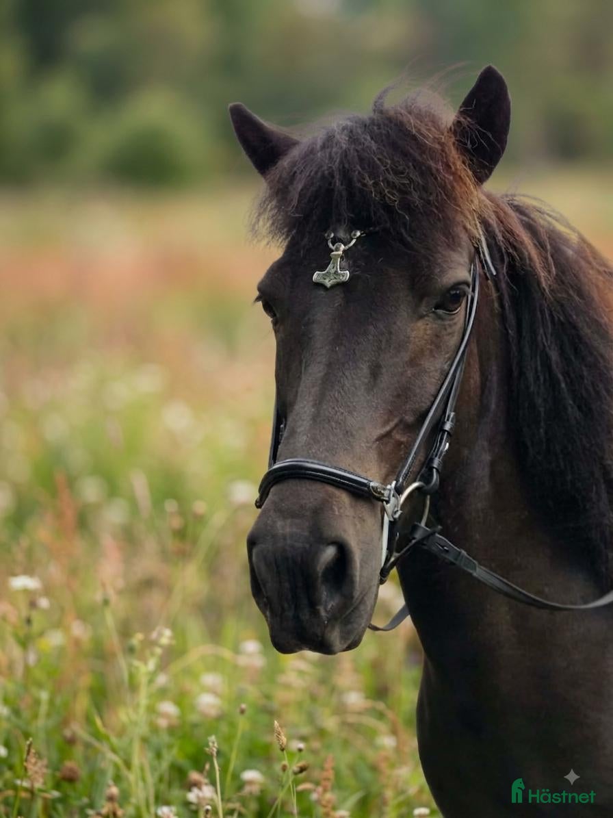  medryttarhäst finnes: Välriden känslig kille söker medryttare - Annons 2