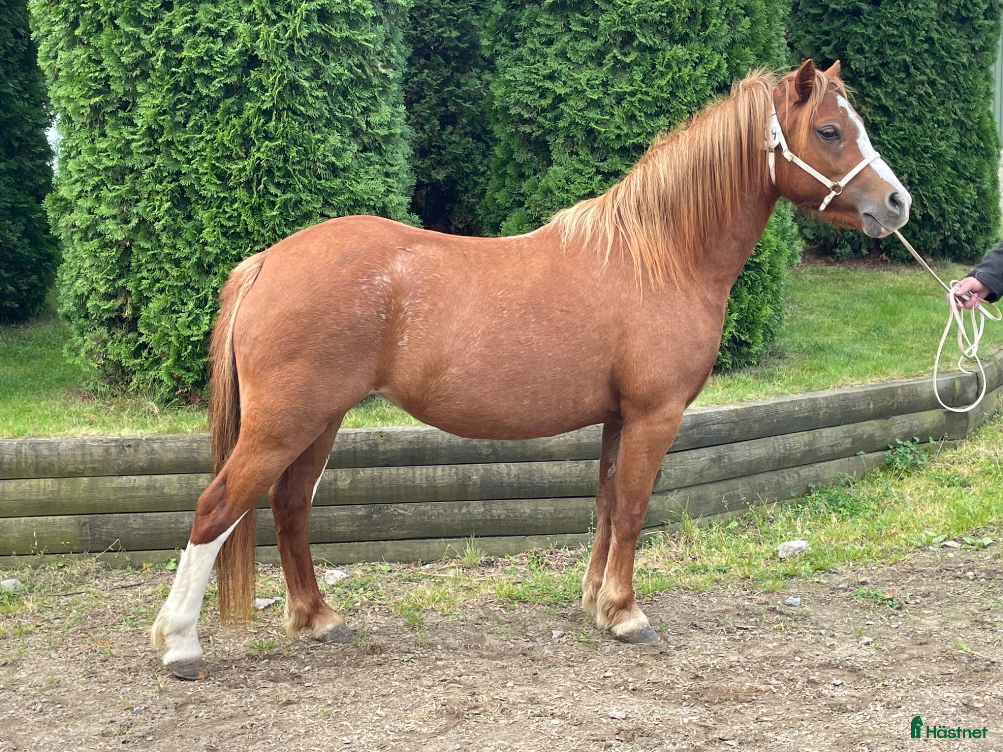  hästar Supersocialt Welsh Mountainsto!  - Annons 5