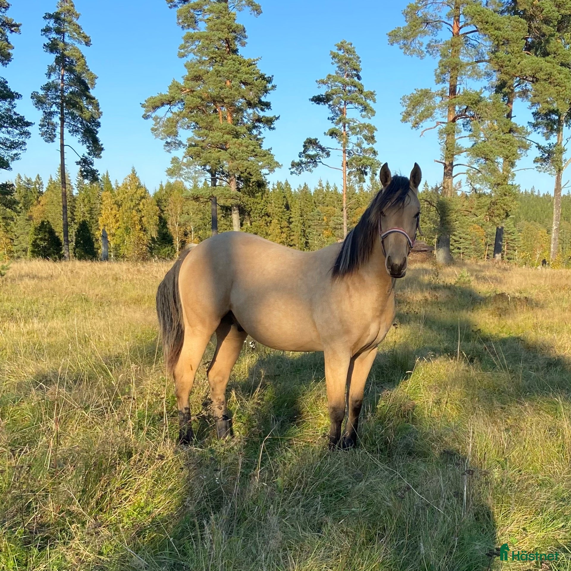  hästar DC Slidin On Sparks - Annons 9