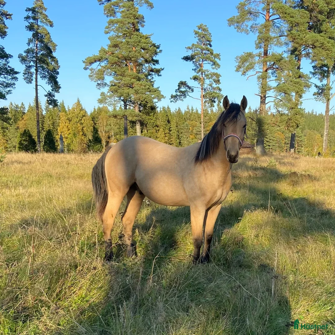 Western hästar till salu: DC Slidin On Sparks - Annons 1