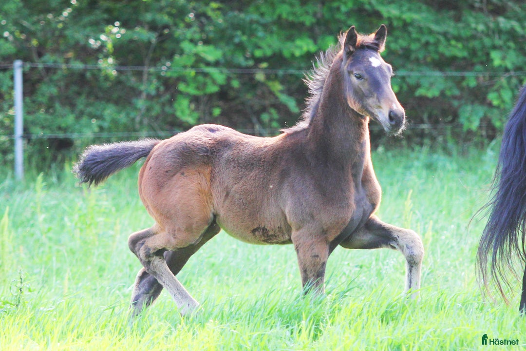 Dressyr hästar till salu: Toppstammad gångartstalang e. Donkey Boy i Mölnbo - Bild 5