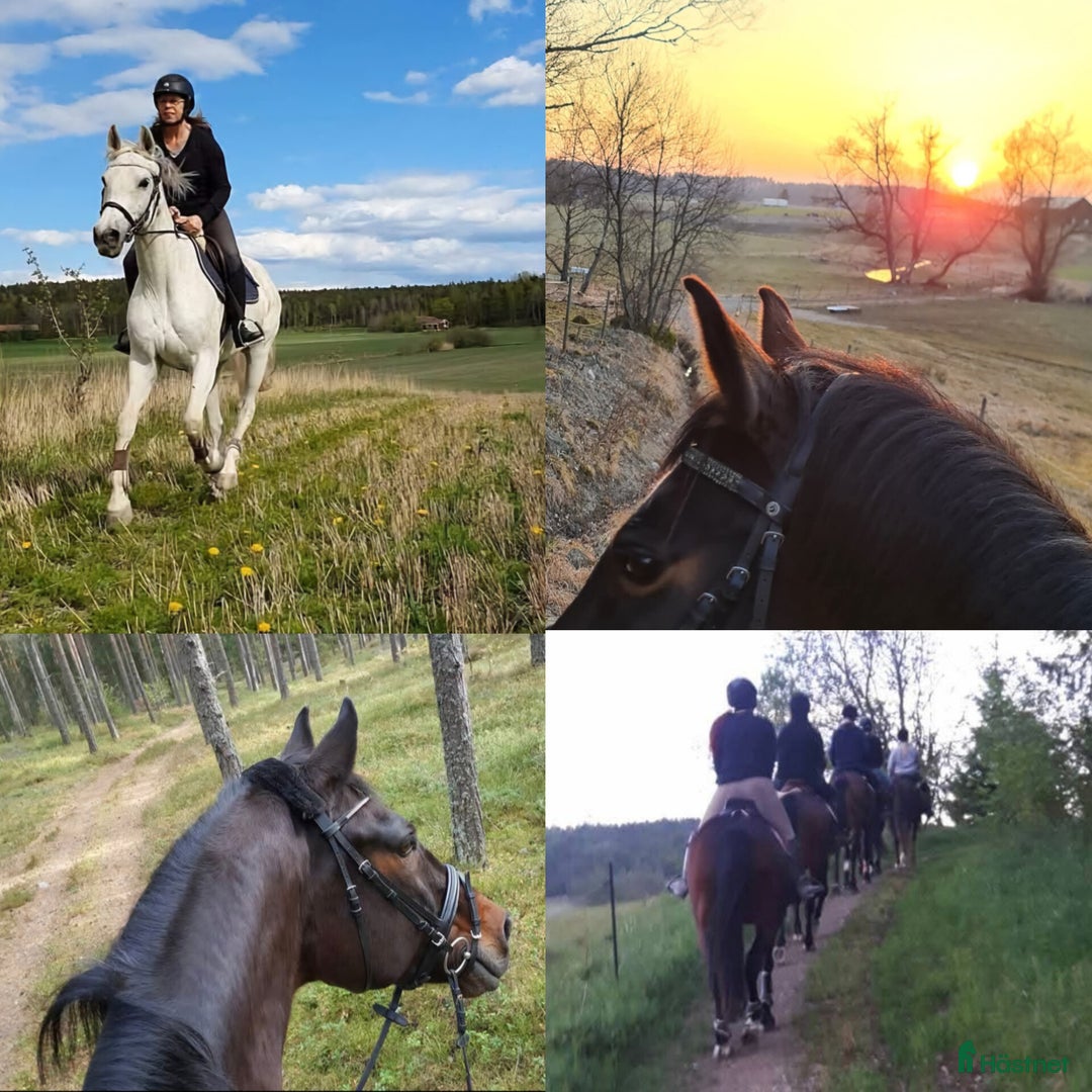  stallplats finnes: Stallplats mellan Kungsör/Eskilstuna i Kungsör - Annons 4