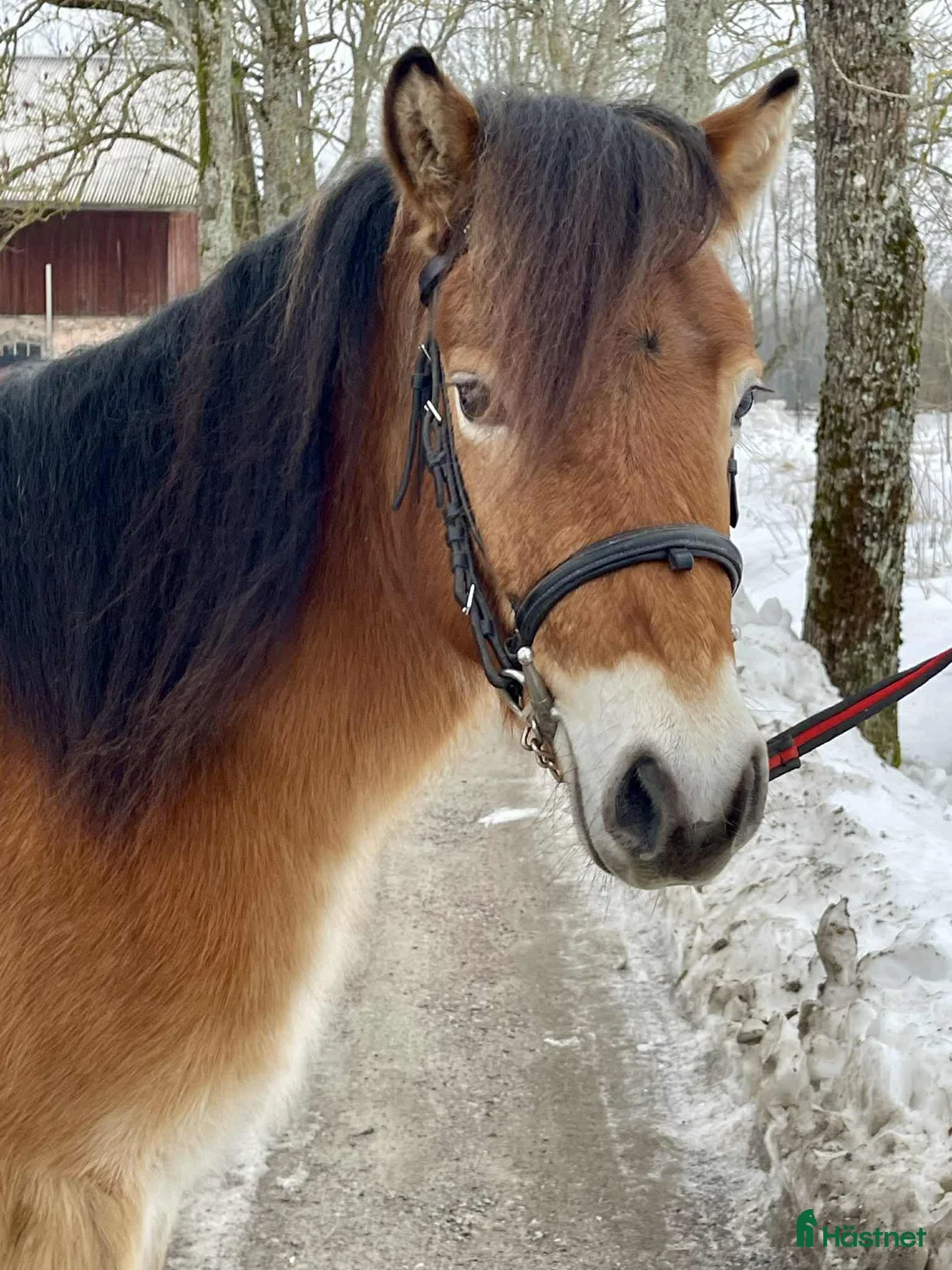 Allround hästar till salu: Trevligt russ ev trav i Sala - Annons 4