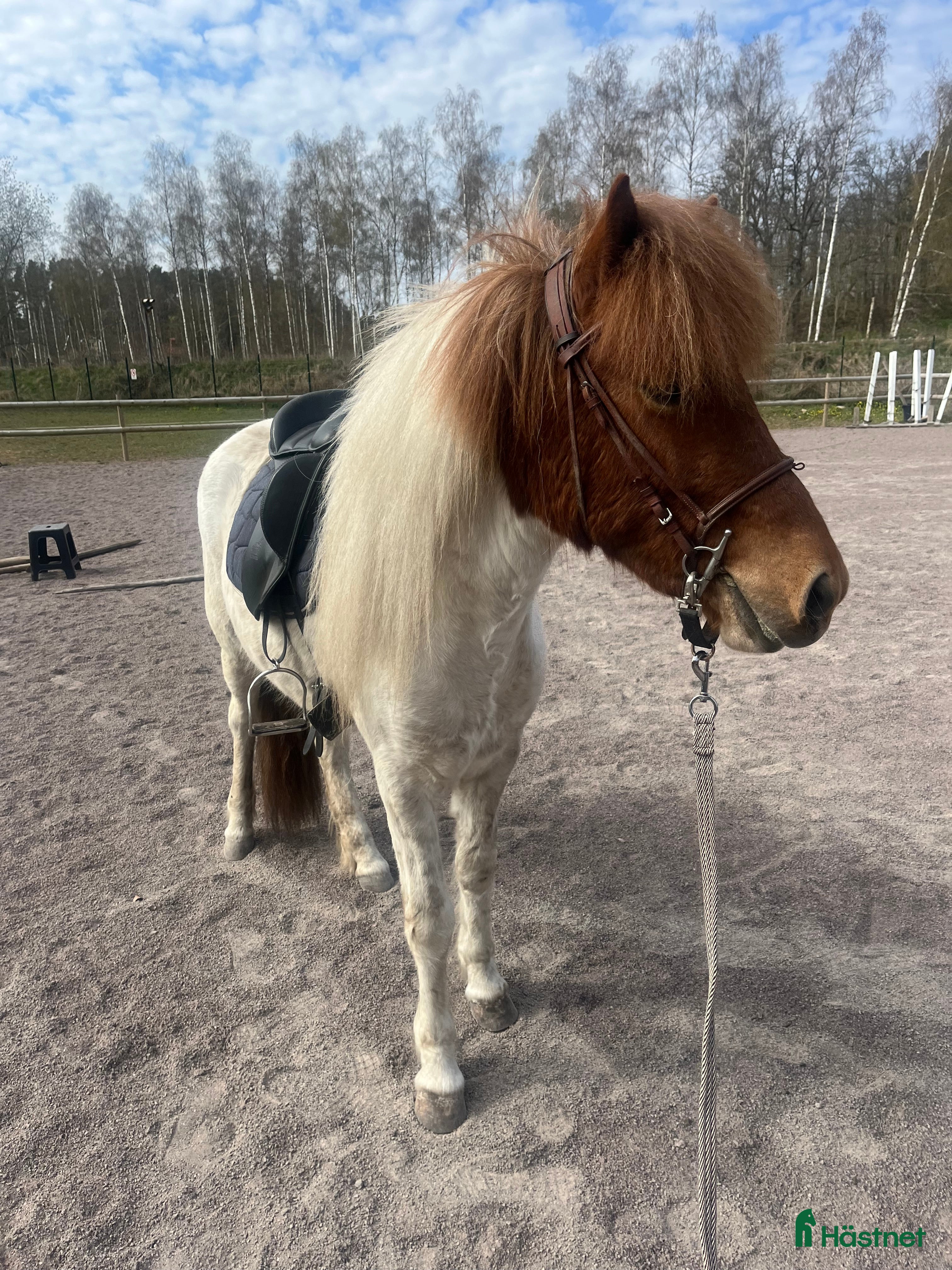  hästar Vackert sto - Annons 3