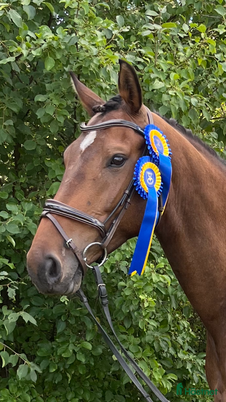  hästar Elegant och vacker dansant i Löberöd - Annons 15