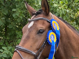 hästar Elegant och vacker dansant i Löberöd - Annons 22