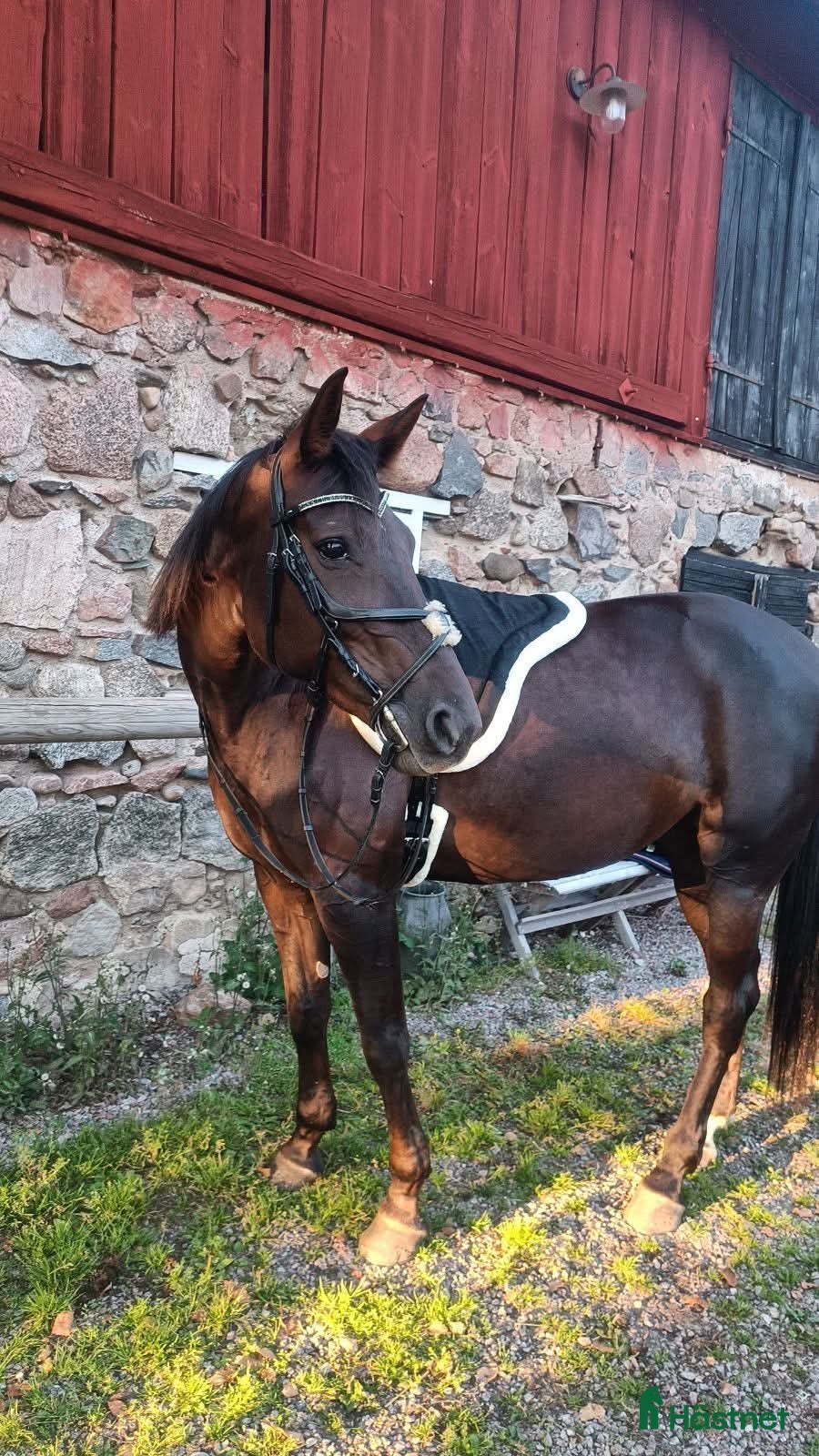  hästar Trevligt varmblodssto  - Annons 11