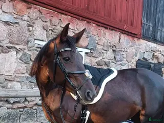 hästar Trevligt varmblodssto - Annons 11