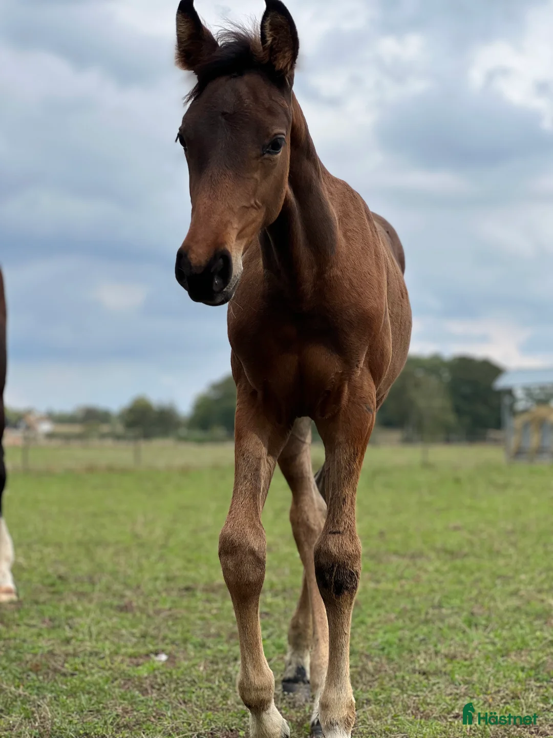 Hoppning hästar till salu: Superfint sto e: Tenor du Gue  i Ludvigsborg - Annons 2