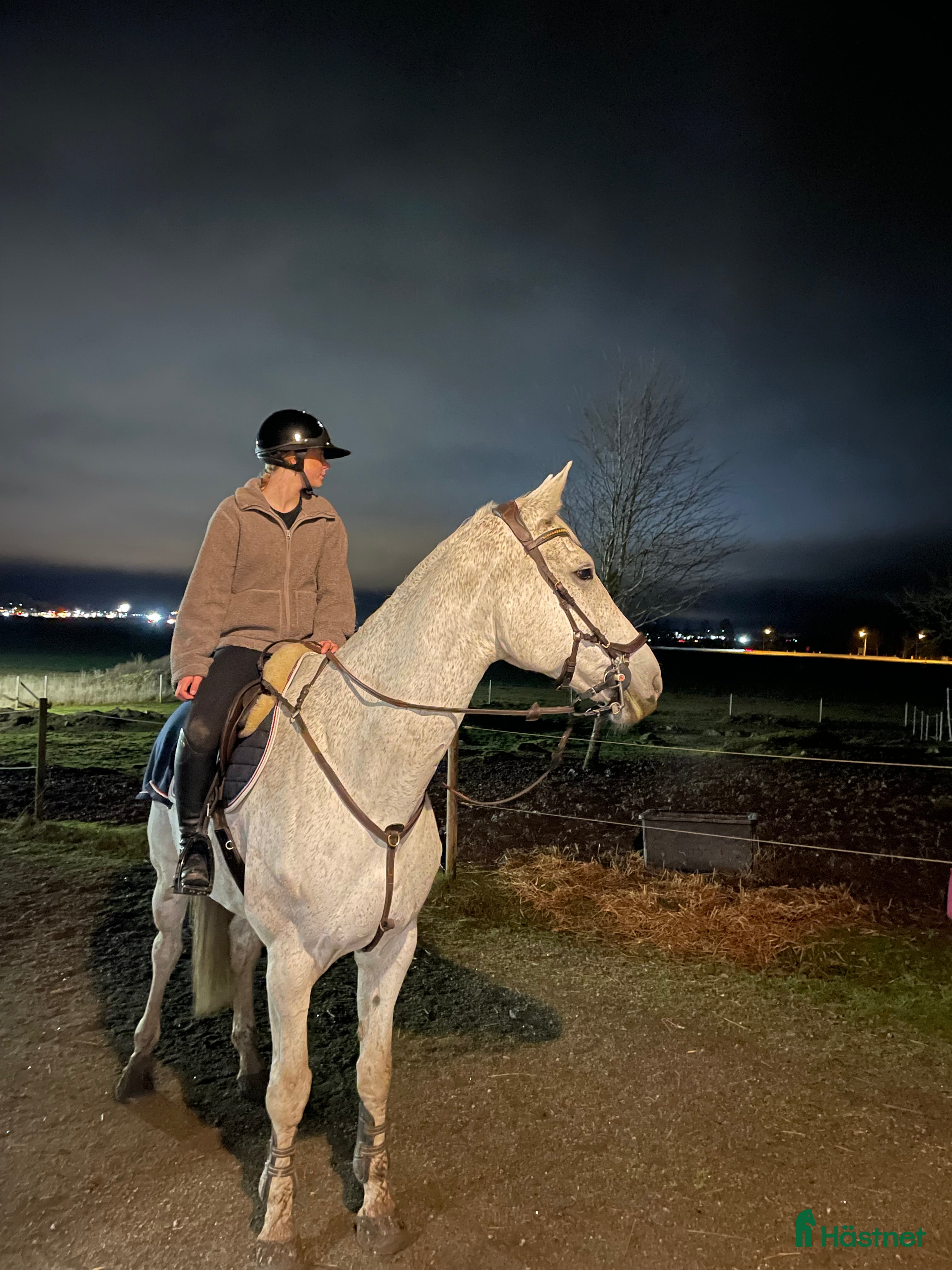  hästar Erfaret sto/ Löromästare i Mariestad - Annons 15