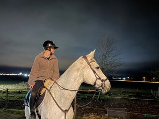 hästar Erfaret sto/ Löromästare i Mariestad - Annons 17