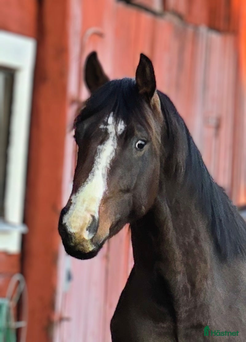  hästar Dressyrstammad unghäst - Annons 16