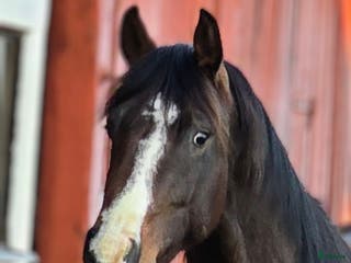 hästar Dressyrstammad unghäst - Annons 8