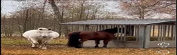  stallplats finnes: Lösdrift - Full service el några pass i veckan🙂🐎 - Annons 2