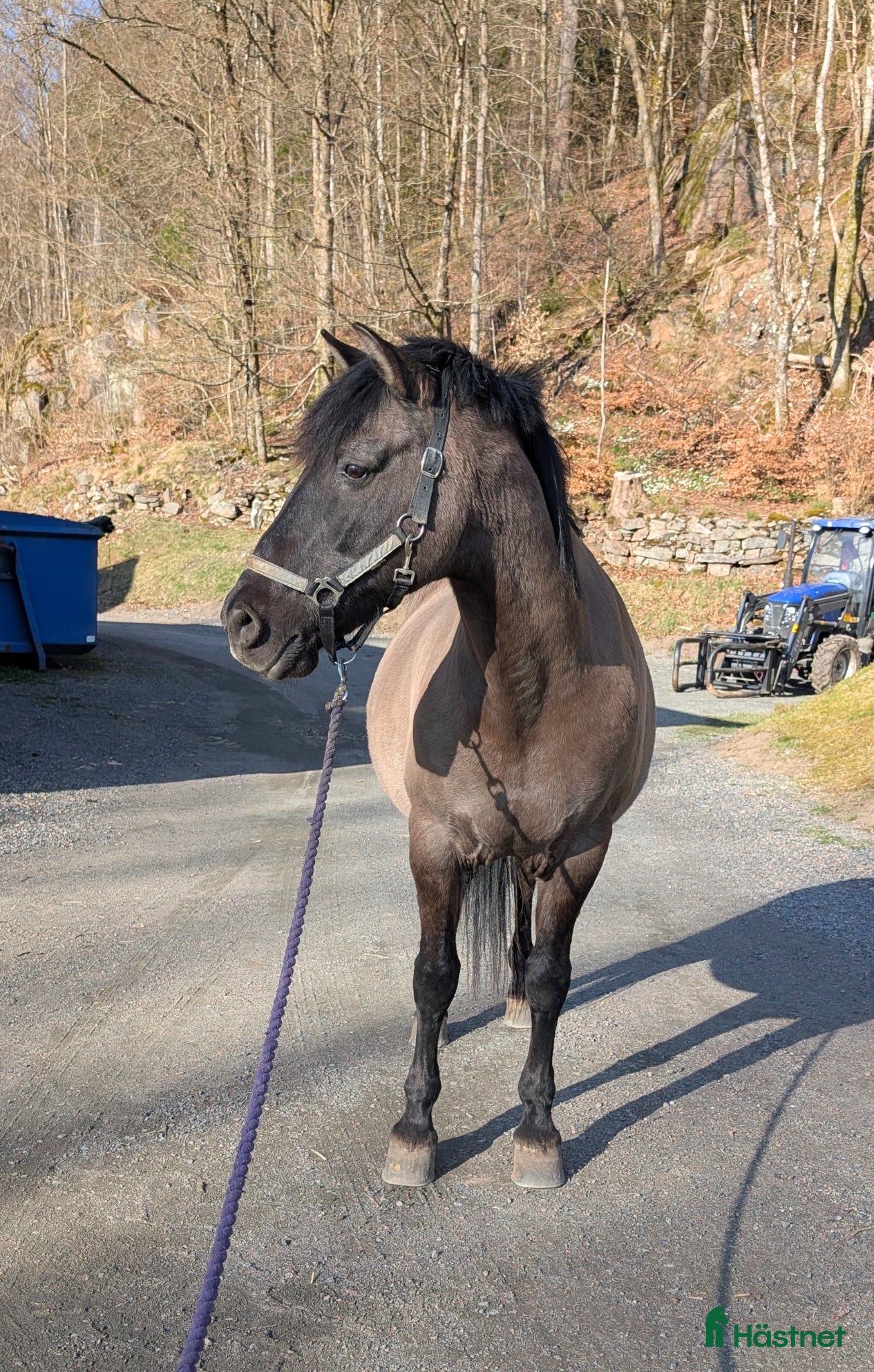  medryttarhäst finnes: Medryttare sökes i Ullared - Annons 1