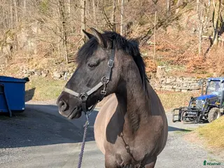 medryttarhäst finnes: Medryttare sökes i Ullared - Annons 1