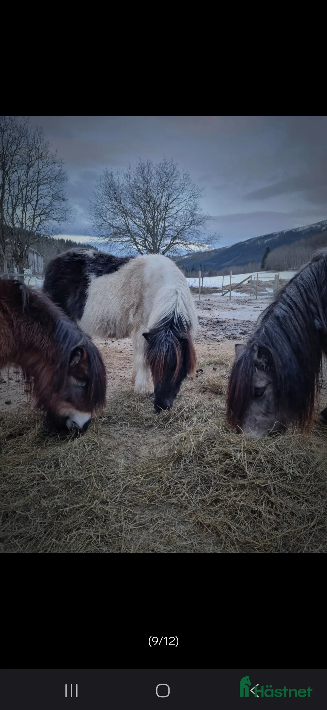 Avelshästar hästar till salu: Avelssto söker nytt hem i Meråker - Annons 8