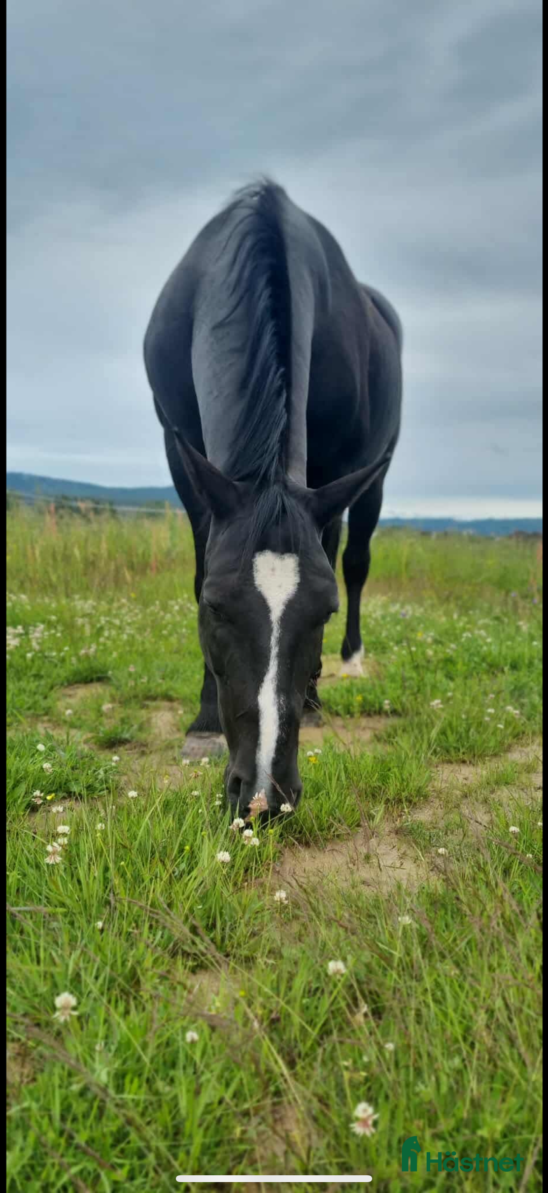 Allround hästar till salu: Fin valack söker nytt hem i Borlänge - Annons 2