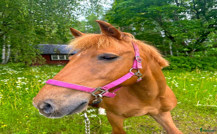  hästar i Dala-järna - Annons 1