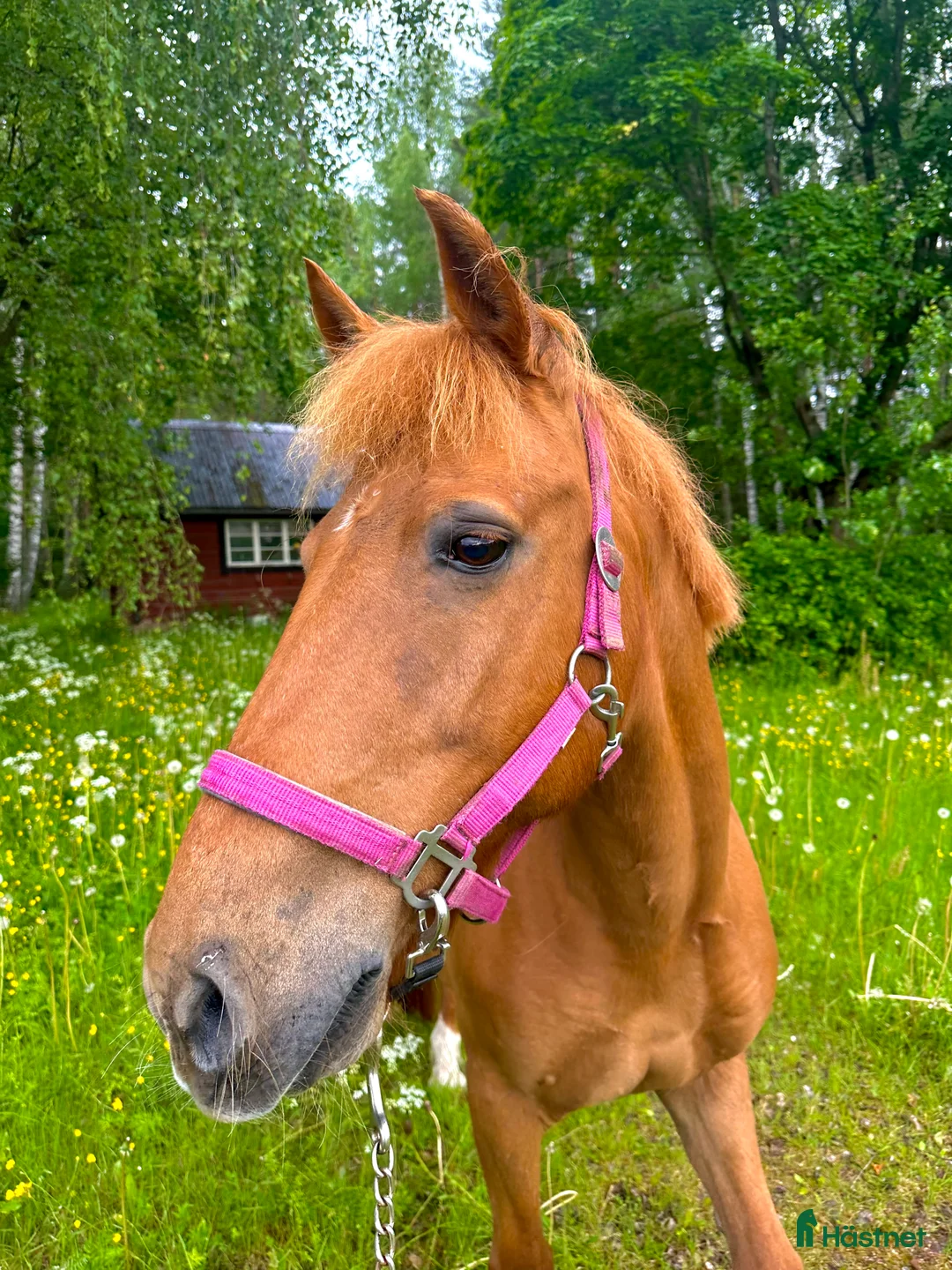 Övrigt hästar till salu: Supersnäll valack söker fodervärd - Annons 4