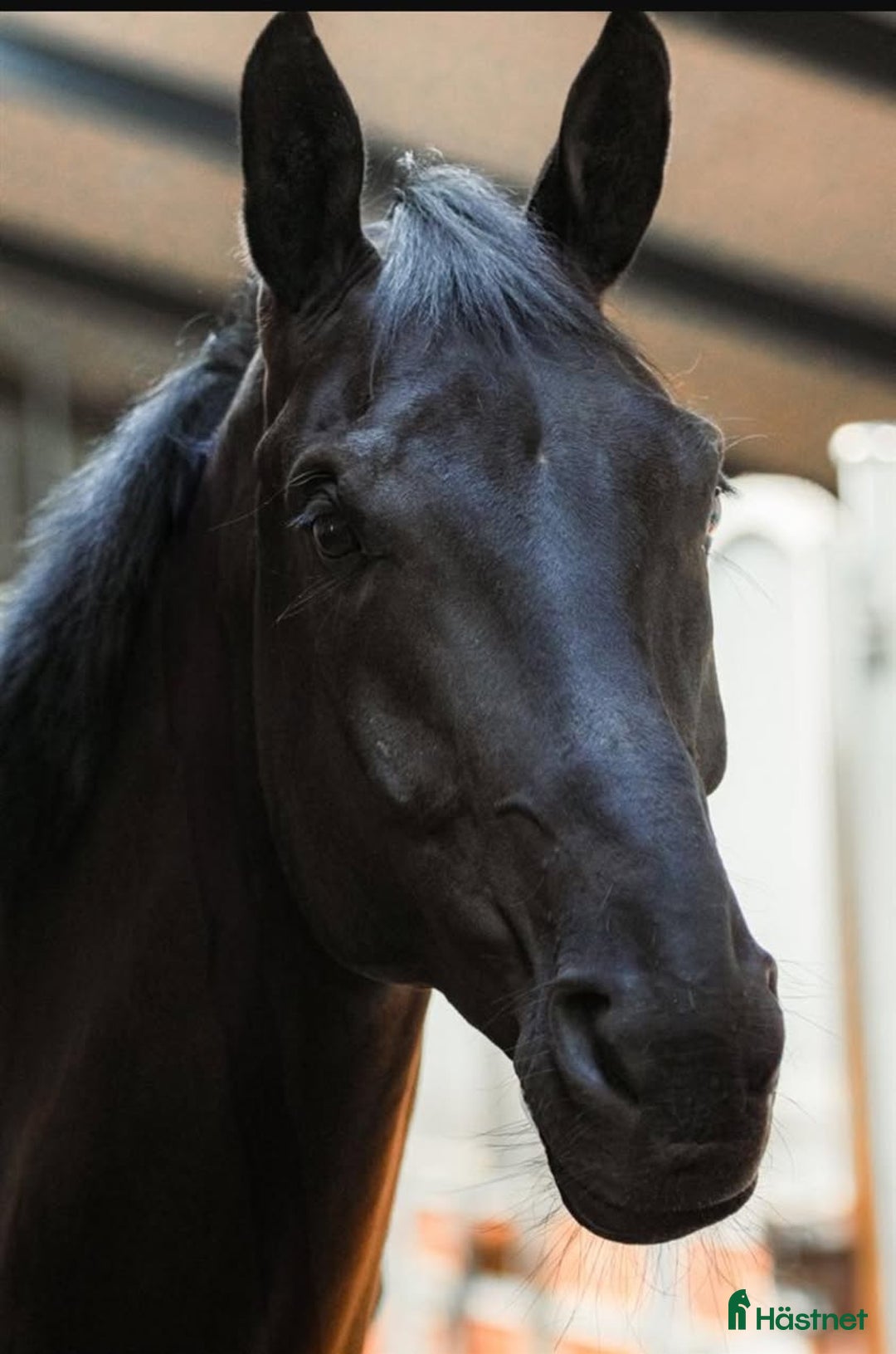 Dressyr hästar till salu: Lærevillig og smart  - Annons 2