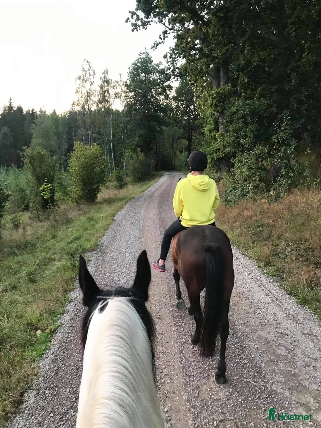  medryttarhäst finnes: Medryttare/fodervärd utanför Braås i Braås - Annons 2