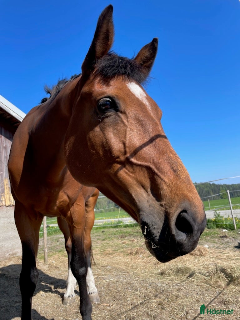  hästar Supertrevligt Sto! i Tvååker - Annons 9