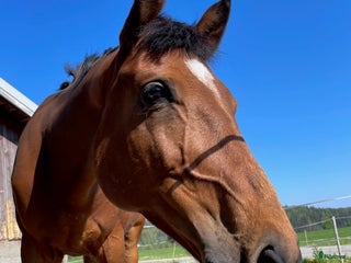 hästar Supertrevligt Sto! i Tvååker - Annons 1