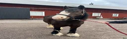 Sällskap hästar till salu: Vackert irishcob sto  - Annons 1
