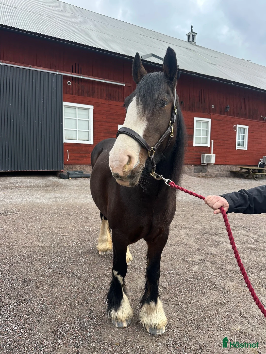 Sällskap hästar till salu: Vackert irishcob sto  - Annons 1