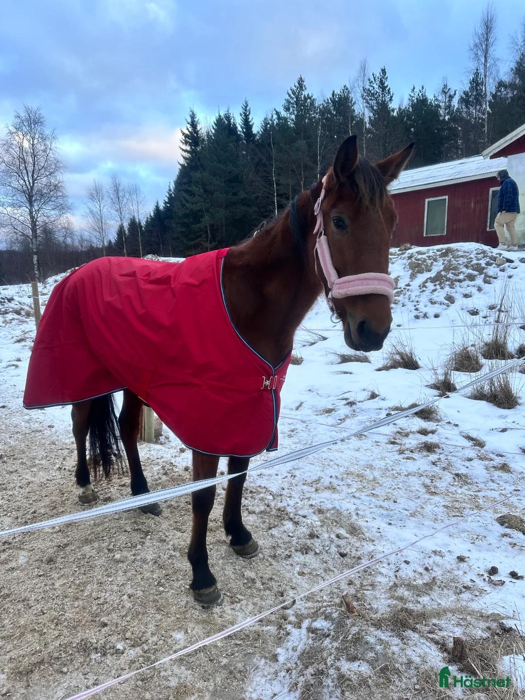 Allround hästar till salu: Sto gis bort!! Oldefar:Scarlet Knight (US)98 i Strömstad - Annons 4