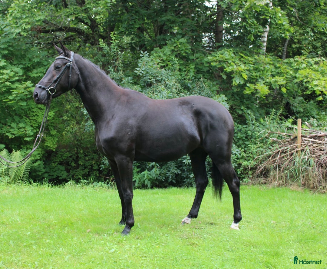 Dressyr hästar till salu: Underbart Swb sto   i Hörby - Annons 2