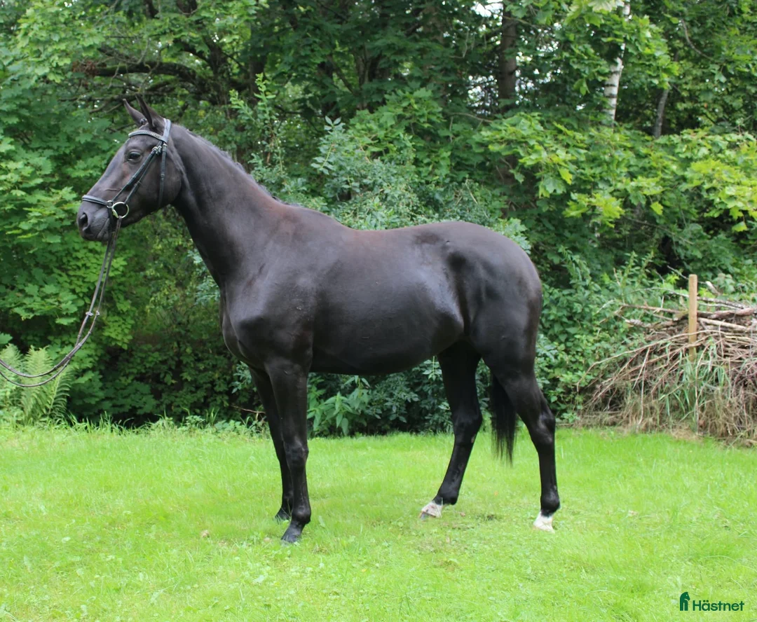 Dressyr hästar till salu: Underbart Swb sto   - Annons 2