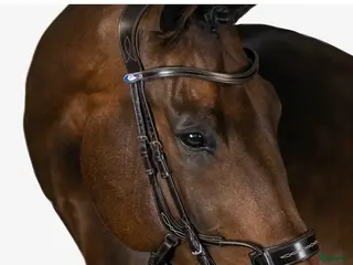 Träns hästutrustning Ps träns i Malung - Annons 10