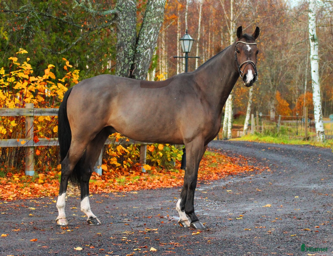 Hoppning hästar till salu: 4år e: Hardrock Z i Åtvidaberg - Annons 1