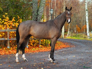 hästar 4år e: Hardrock Z i Åtvidaberg - Annons 16