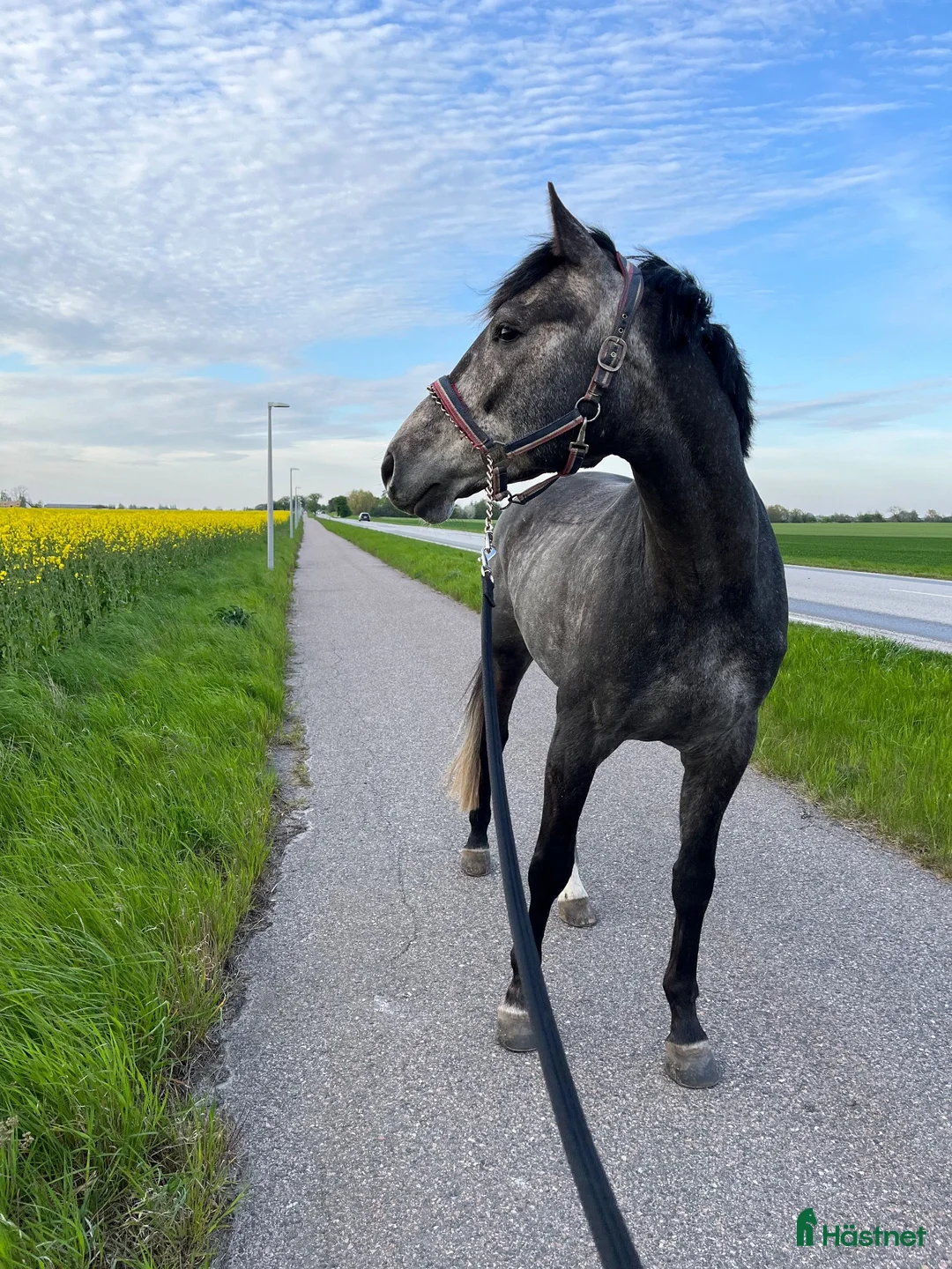 Sällskap hästar till salu: Världens snällaste sällskaps och promenadhäst - Annons 2