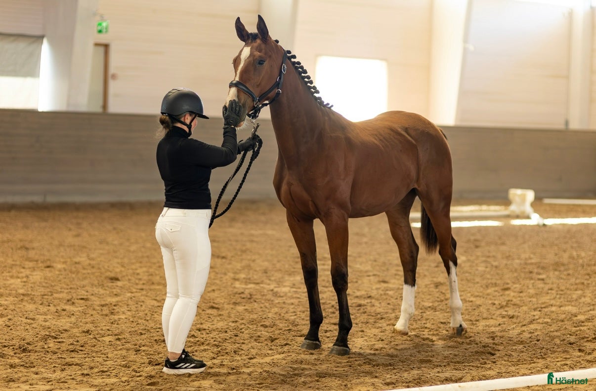  hästar Hoppprospect i Gräddö - Annons 14