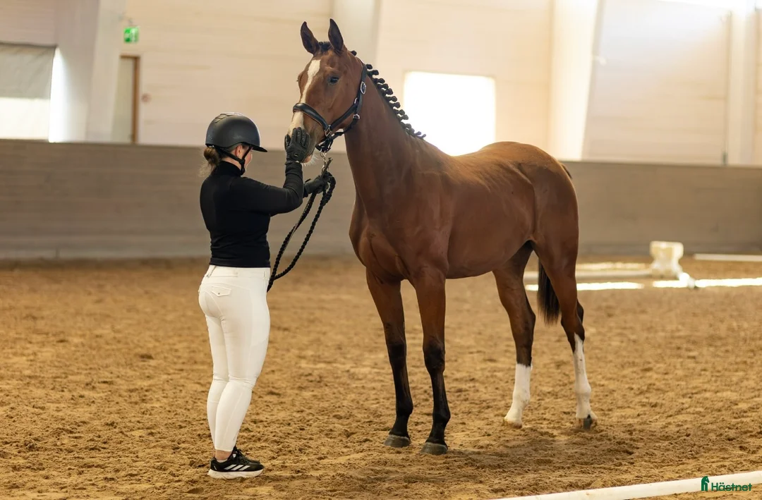 Hoppning hästar till salu: Hoppprospect i Gräddö - Annons 1