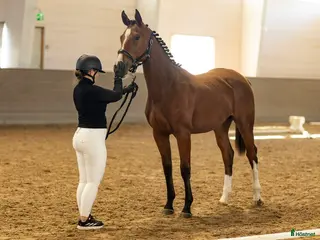 Hoppning hästar till salu: Hoppprospect i Gräddö - Annons 2