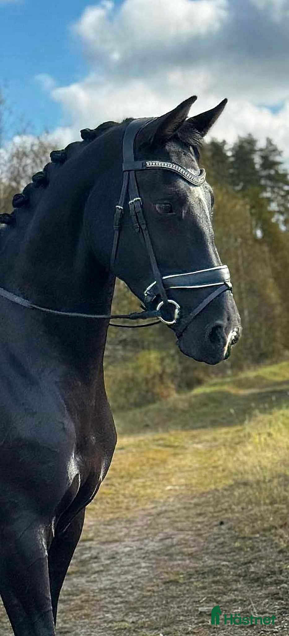  hästar Fantastiskt vackra Soya - Annons 4