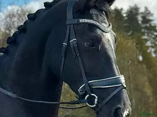 hästar Fantastiskt vackra Soya - Annons 4