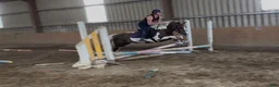 Allround hästar till salu: Irish riding ponies  - Annons 10